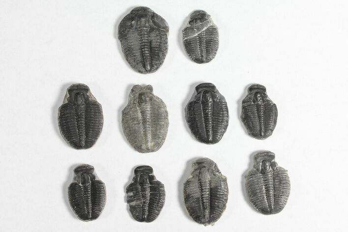 Lot: / Elrathia Trilobite Molt Fossils - Pieces #92044